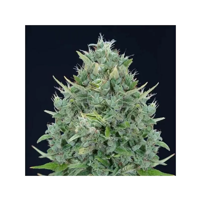 Auto Txomango