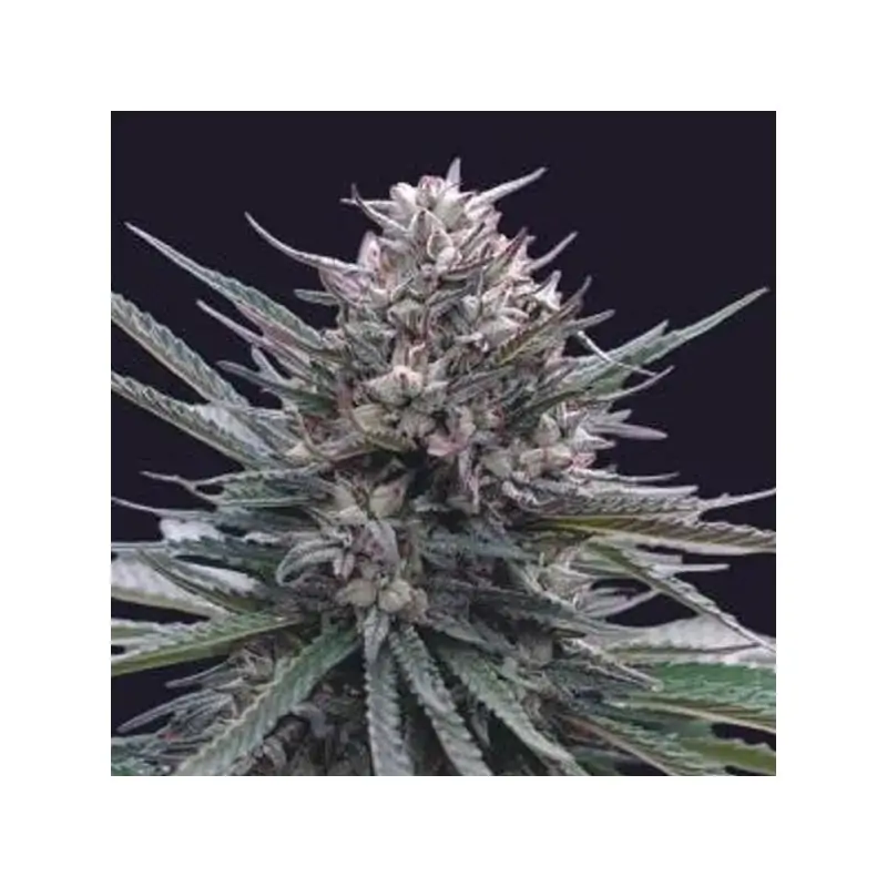Auto Blubonik