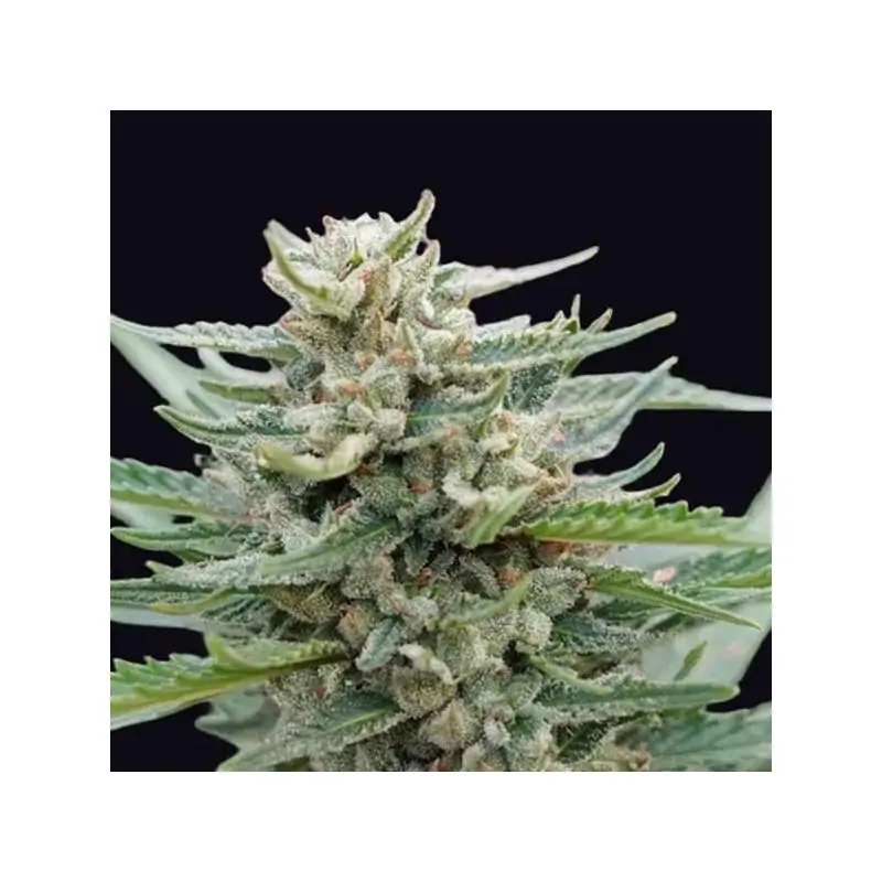 Auto Santa Maria Bilbo