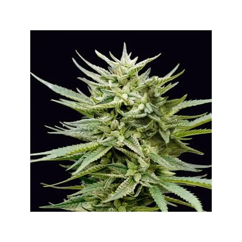 Euskal Mandarina