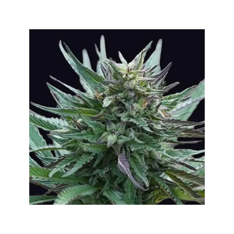 Girl Scout Cookies