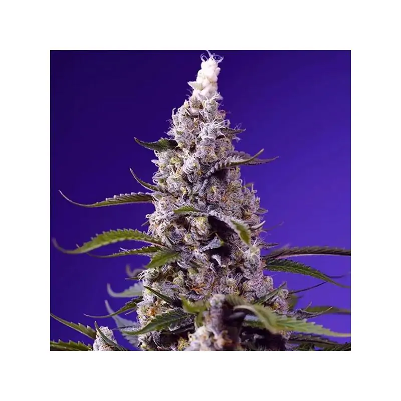 Auto Banana Cream Cake XL