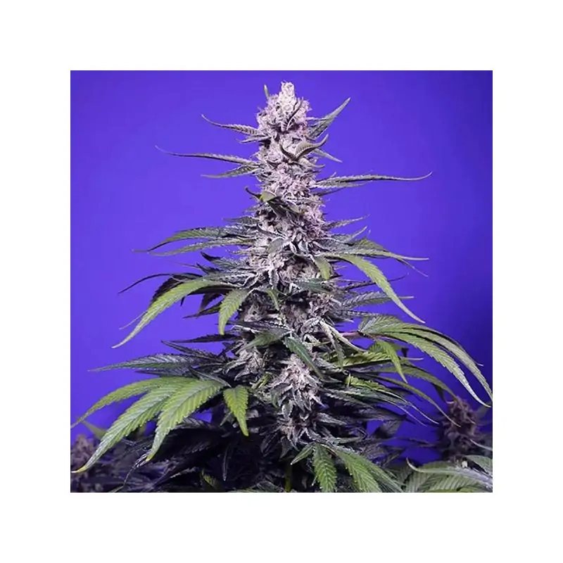 Auto Permanent Marker XL