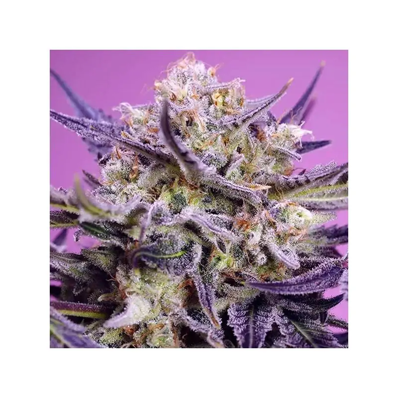 Pink Guava F1 Fast Version