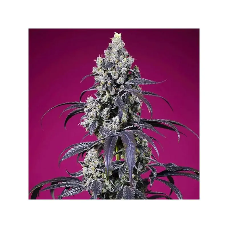 Auto Tropicanna Cherry XL