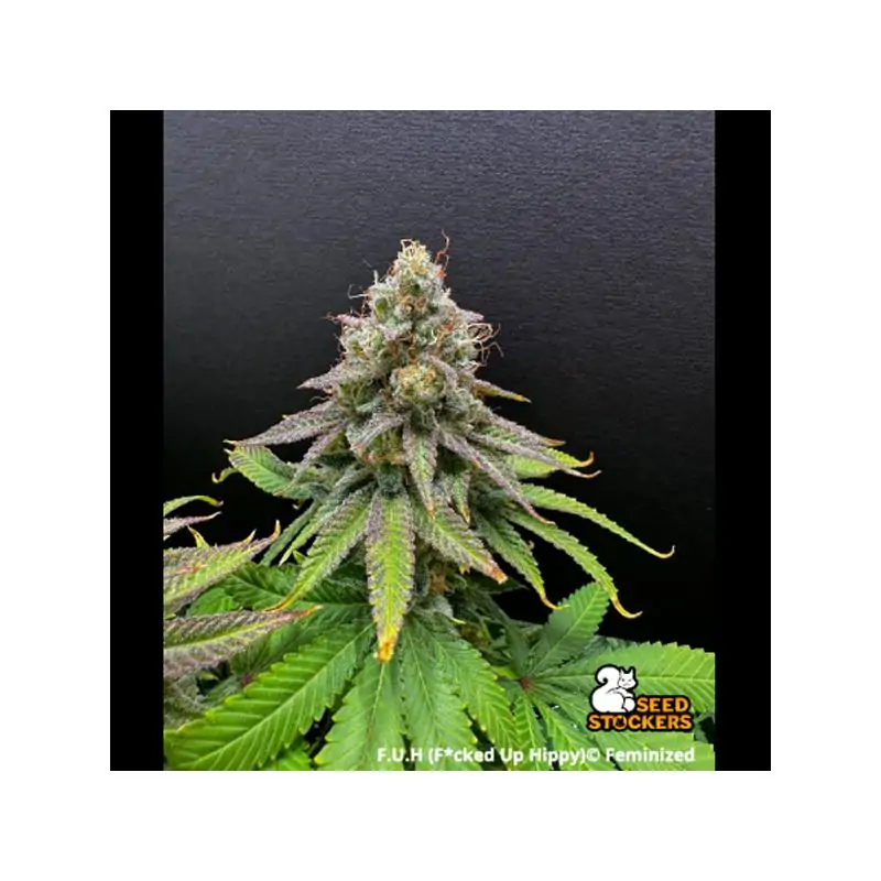 F.U.H (F*cked Up Hippy)