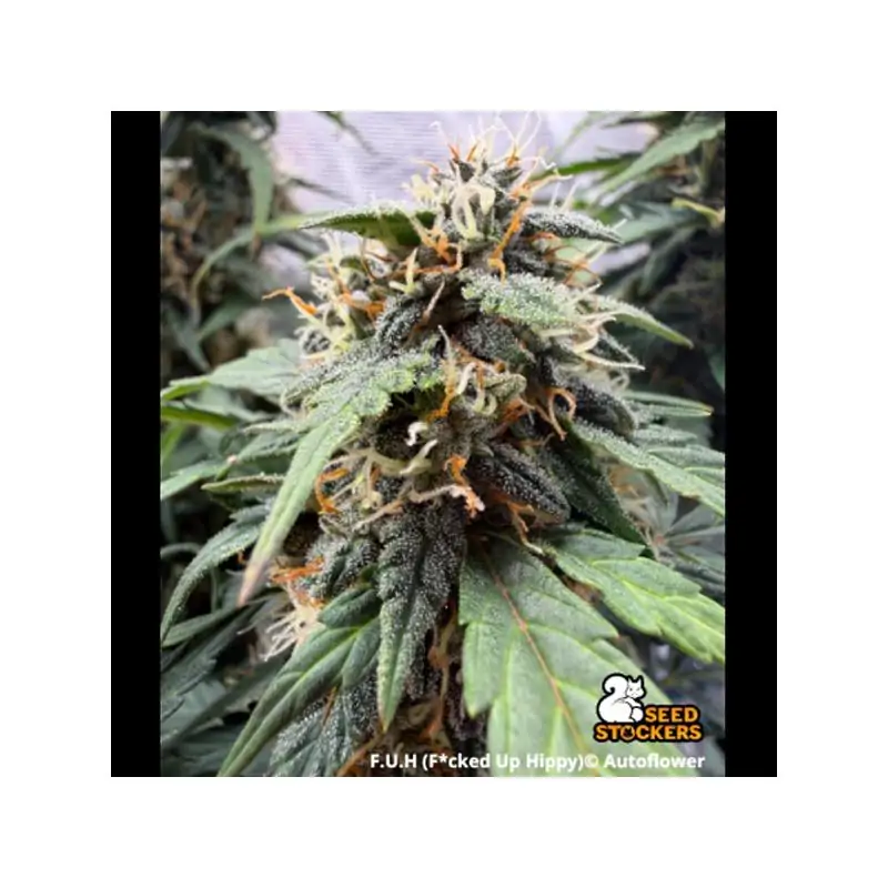 Auto F.U.H (F*cked Up Hippy)