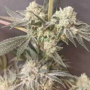 Shishkaberry Edition