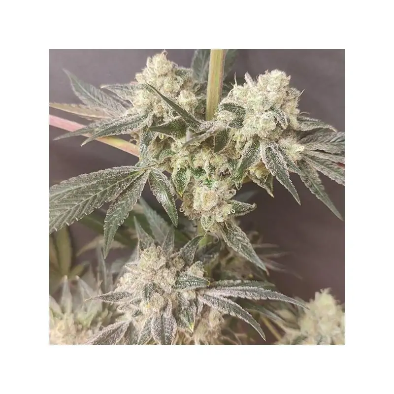 Shishkaberry Edition