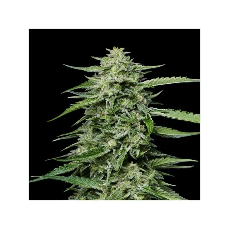 Blueberry Honey