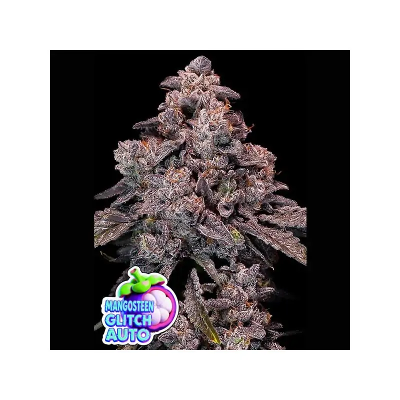 Auto Mangosteen Glitch