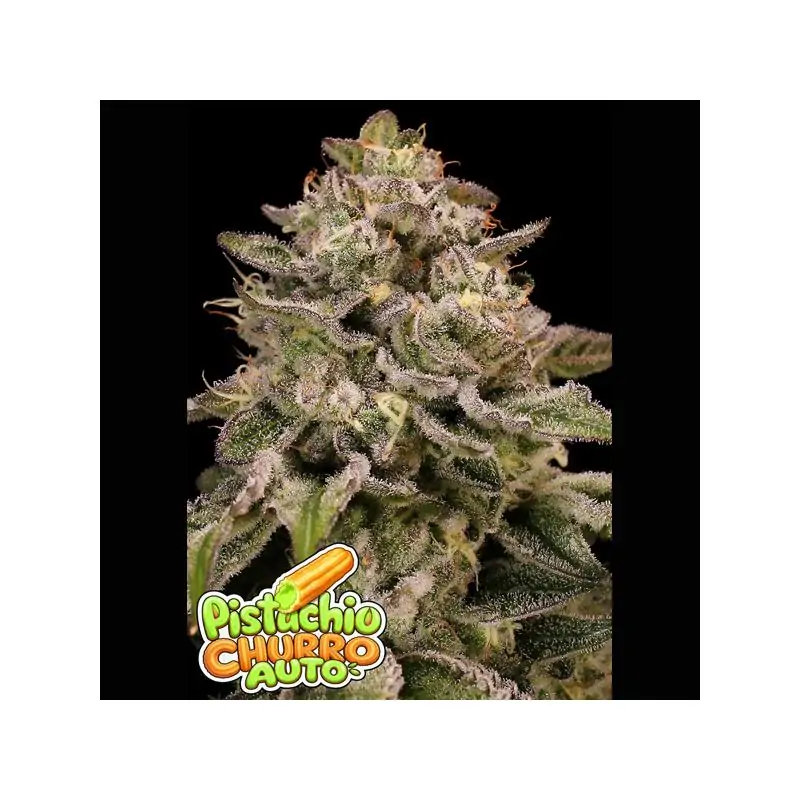 Auto Pistachio Churro