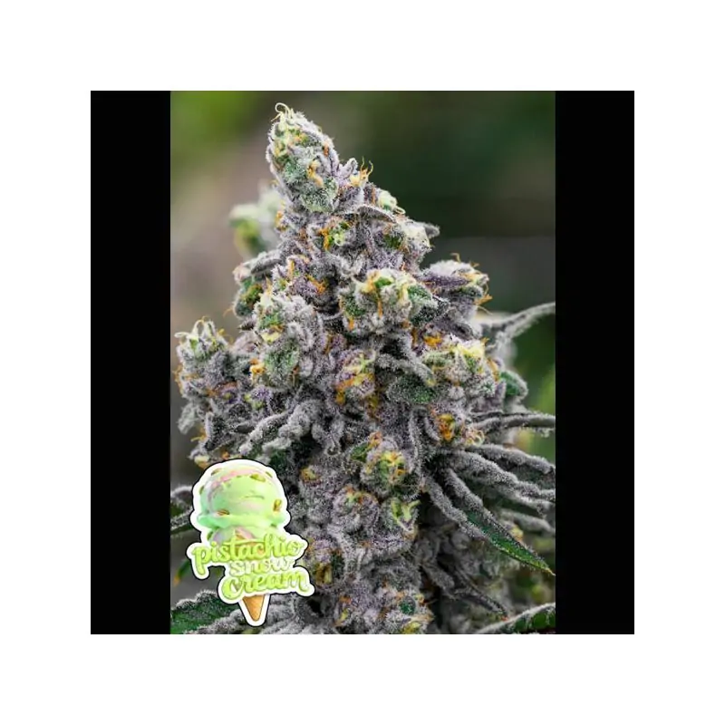 Pistachio Snow Cream