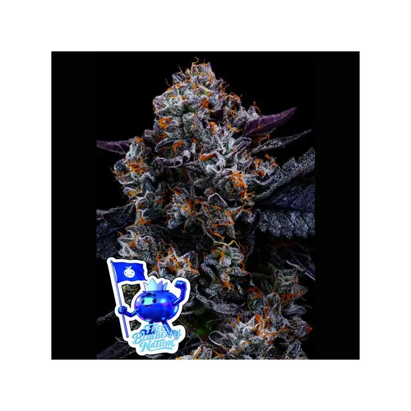 Free Blueberry Nation