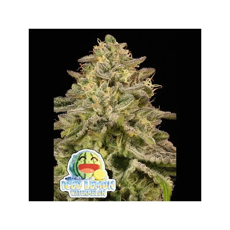 Iced Lemon Watermelon