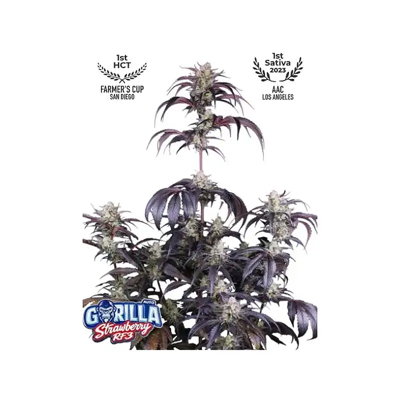 Auto Strawberry Gorilla RF3