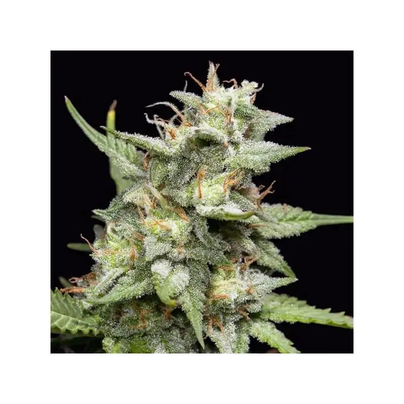 Fruity Forest Triploide