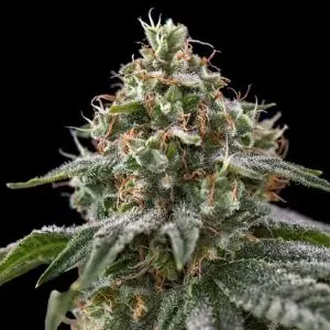 The Rascal Triploide