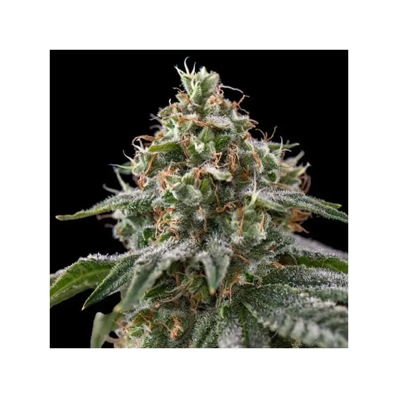 The Rascal Triploide