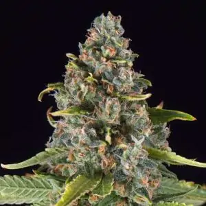 Summer Sweet Triploide