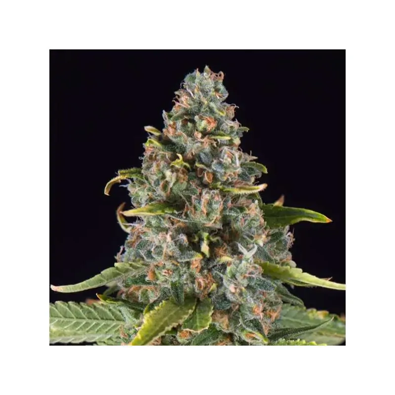 Summer Sweet Triploide