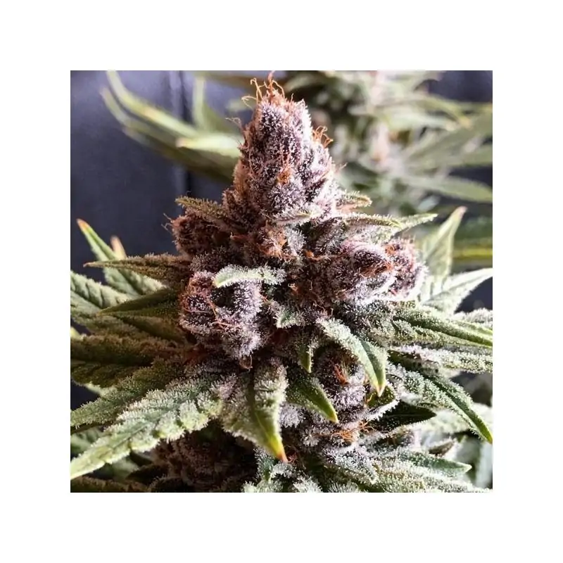 Pakistan Chitral Kush