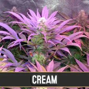 Auto Cream