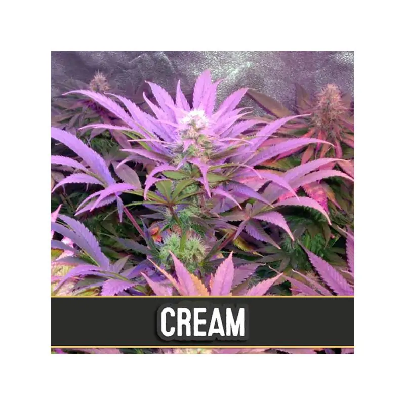 Auto Cream