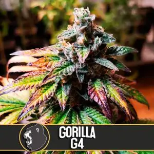 Auto Gorilla G4