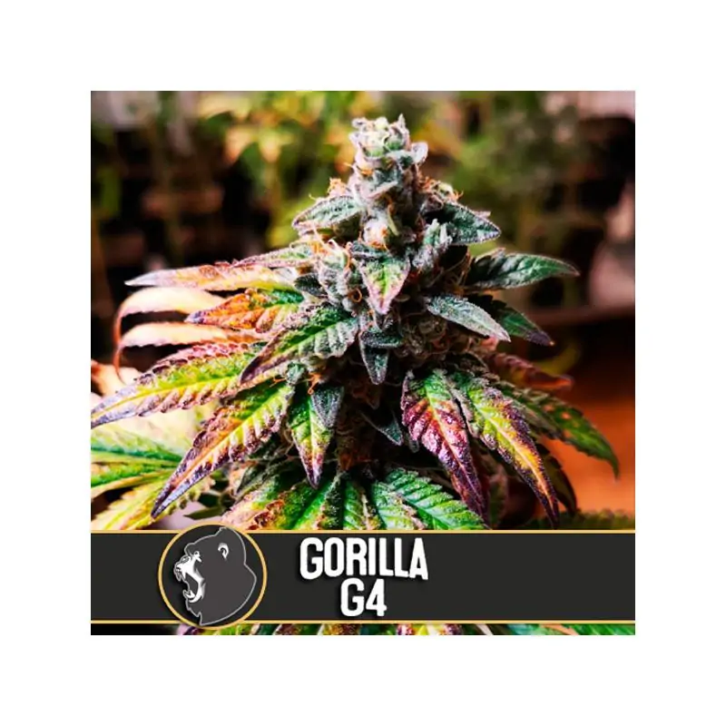 Auto Gorilla G4