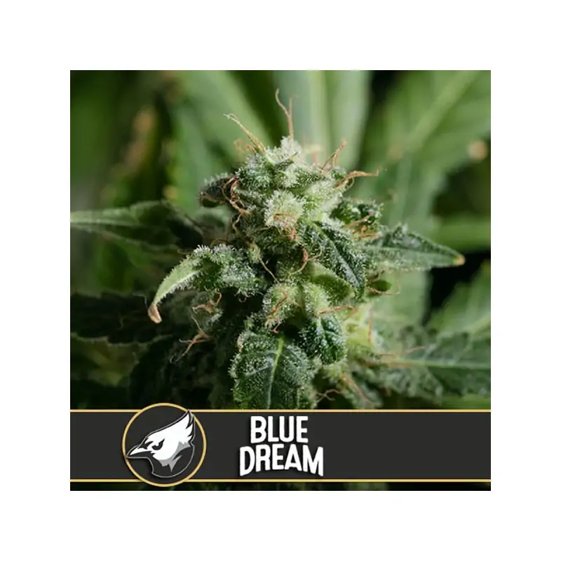 Blue Dream