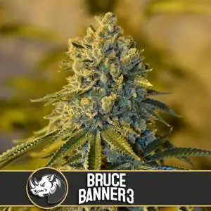 Bruce Banner
