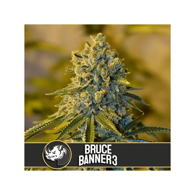 Bruce Banner