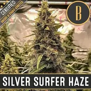 Silver Surfer Haze