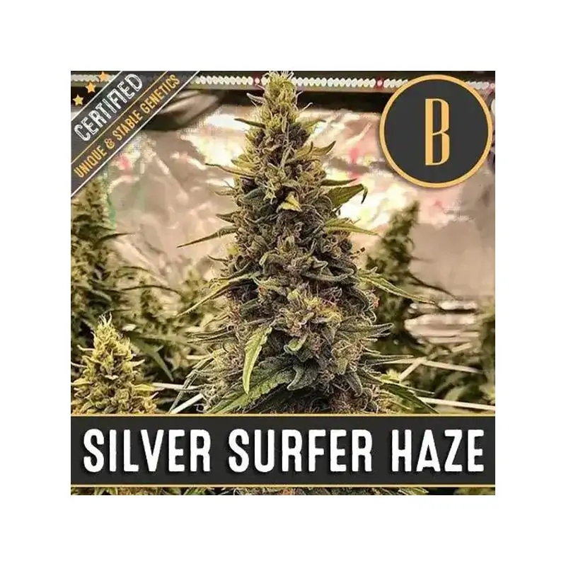 Silver Surfer Haze