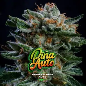 Auto Gorilla Piña XXL