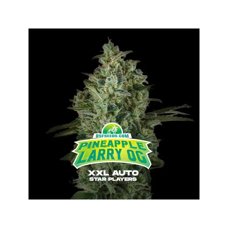 Auto Pineapple Larry OG XXL