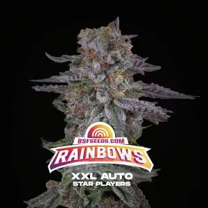 Auto Rainbows XXL