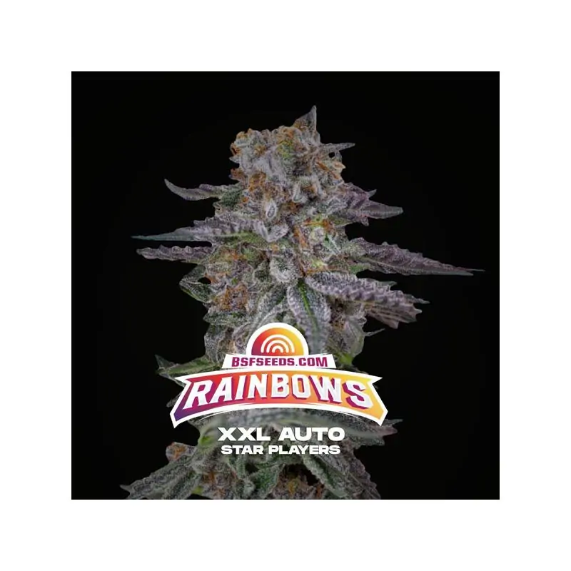Auto Rainbows XXL