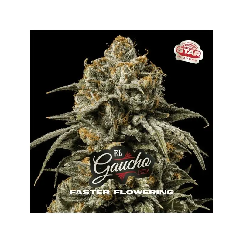 El Gaucho Fast