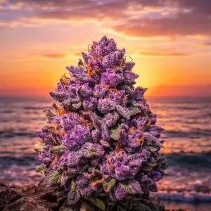 Torrox Purple Mist 15th Anniversary Edition by Sativa Grow Shop Costa del Sol Spain