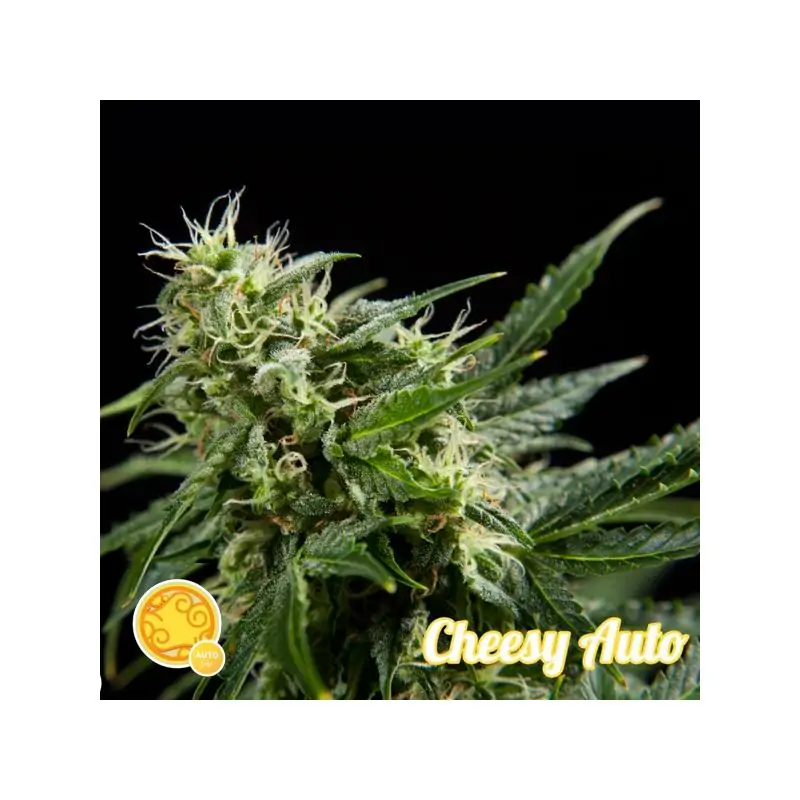 Auto Cheesy