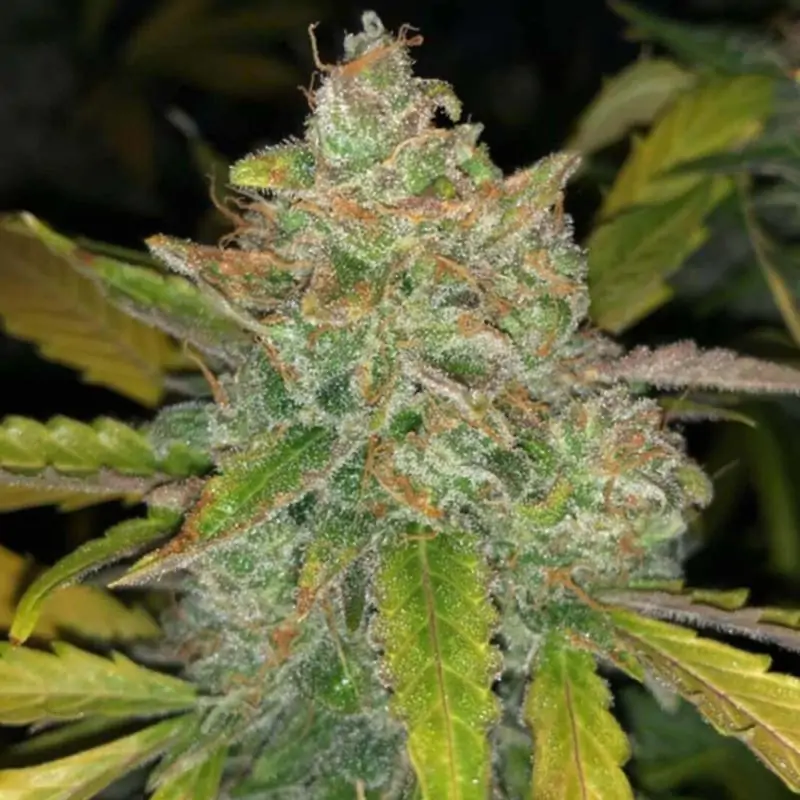 Auto Purple Sunset