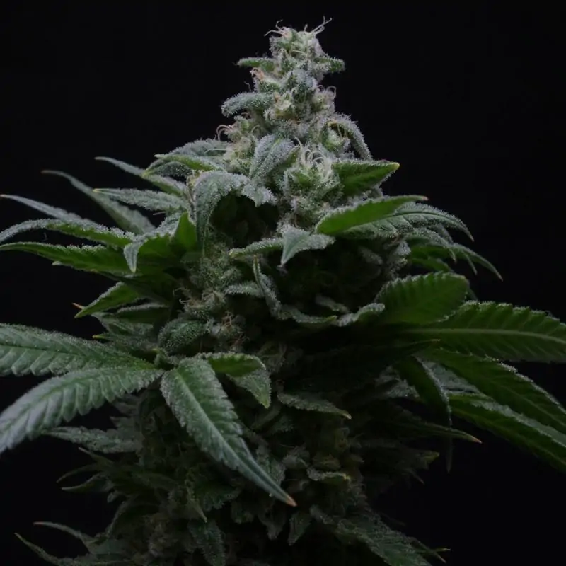 Auto Hibiscus