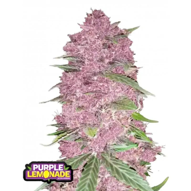 Purple Lemonade Auto RF3