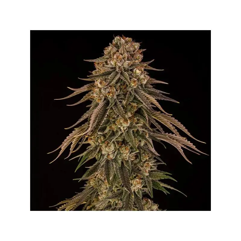 Tropical Velvel Fast CBD