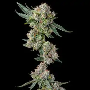 Glue31 : GG4 x Jokerz