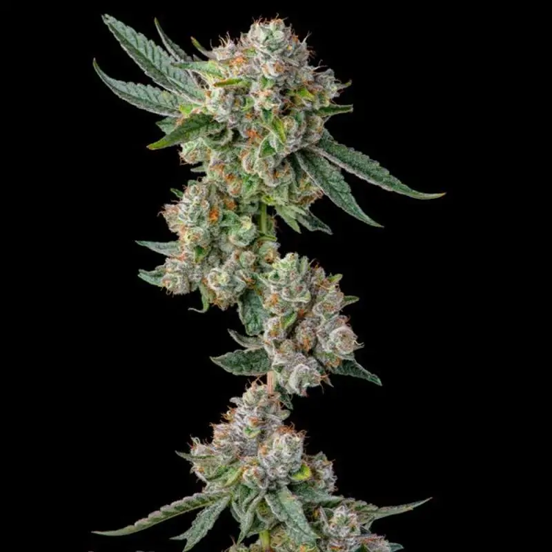 Glue31 : GG4 x Jokerz