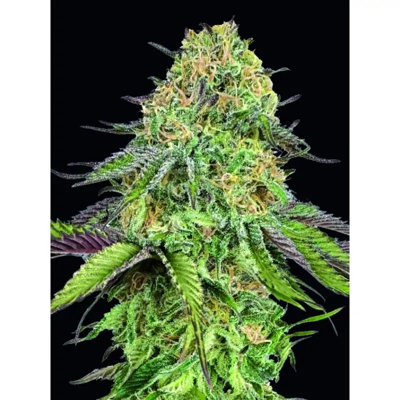 Auto Lemon Cherry Gelato
