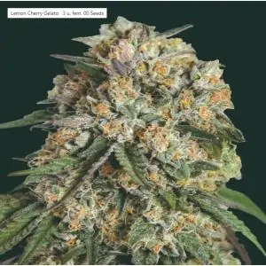 Lemon Cherry Gelato